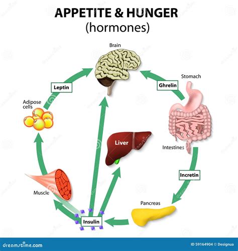 Hormones Appetite & Hunger Stock Photo - Image: 59164904