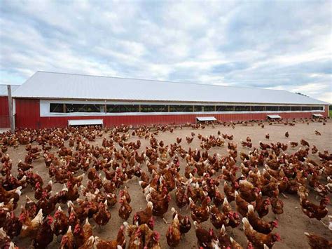 Chicken Barn - Prairie Building Systems