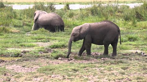 Amboseli Elephants - YouTube