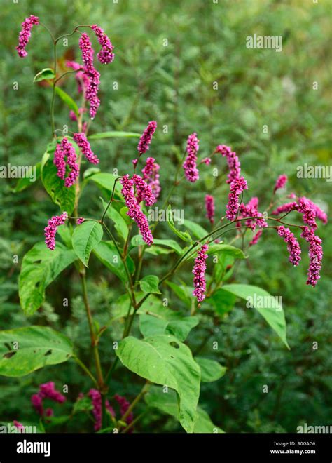 Persicaria maculosa,redshank,annual,annuals,persicarias,Polygonum ...