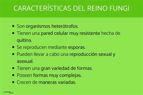 Reino Fungi: qué es, características, clasificación y ejemplos - ¡Resumen!