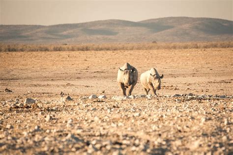 Trophy Hunting & Namibia's Conservation Challenge | Anywhere We Roam