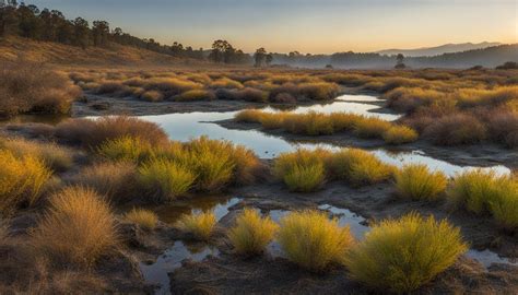 Exploring The California Tiger Salamander Habitat