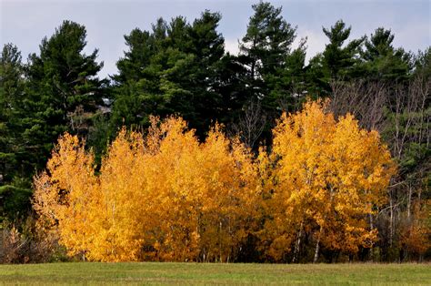 Populus tremuloides | Nick's Nature Pics | Nature pictures, Nature, Autumn trees