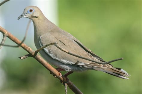 ML63234351 - White-winged Dove - Macaulay Library