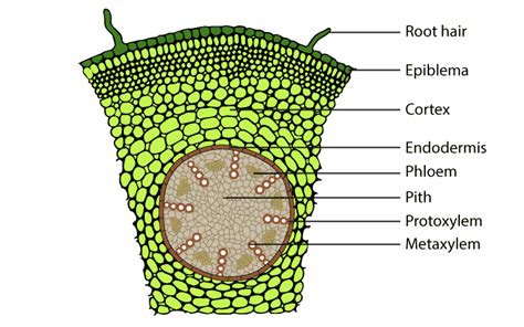 NCERT Solutions for Class 11 Biology Chapter 6 - Anatomy of Flowering Plants