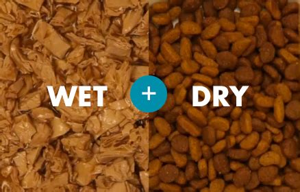 Dry or Wet Food: Which is The Best Option For Your Dog?