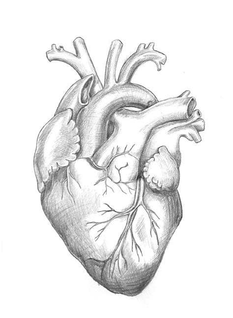 Anatomy Heart Original Unframed Pencil Drawing