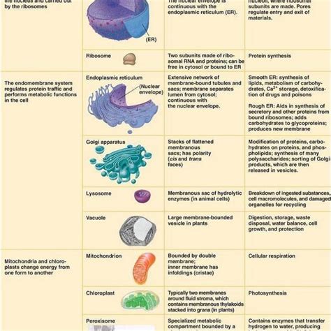 Organelle Functions In A Cell - bmp-review