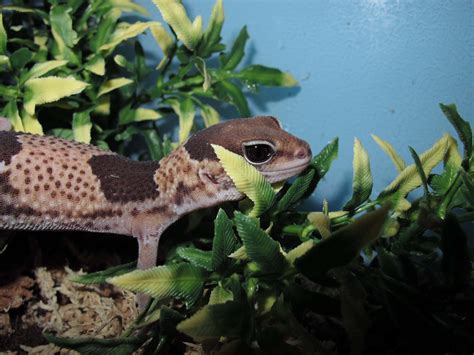 African Fat Tail Geckos - Twin Cities Reptiles