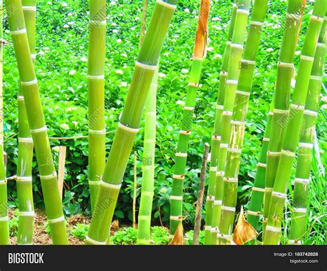 Green Bamboo Texture, Image & Photo (Free Trial) | Bigstock