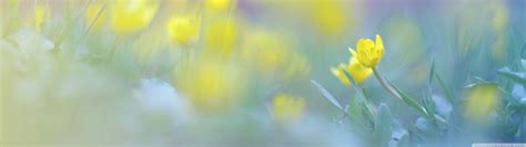 🔥 Free download Blurred Flowers Image Ultra HD Desktop Background Wallpaper for [3840x1080] for ...