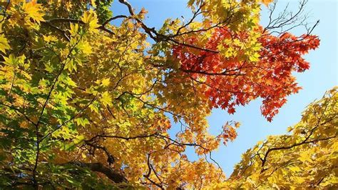 Autumn leaves in Japan: What trees turn colors?