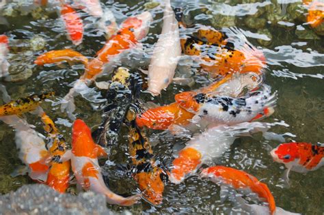 Free Images : water, underwater, animals, goldfish, fish pond, marine biology, koi fishes ...