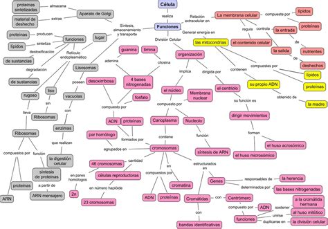 mapa conceptual de la celula - Brainly.lat