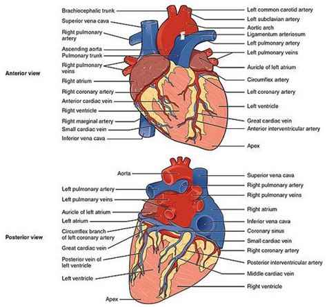 Anatomy of the Human Heart - Physiopedia