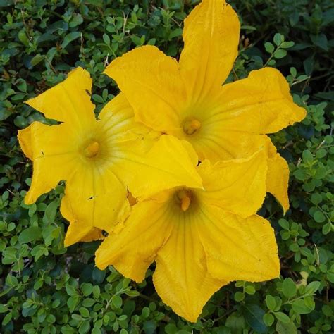 Summertime is also the beauty of the edible flowers in my garden! Sunny yellow zucchini male ...