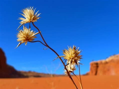 103 best images about desert flowers on Pinterest | Utah, Arizona and ...