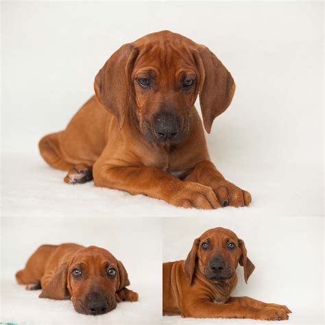 Ridgeback Puppy available - introducing Mr Red