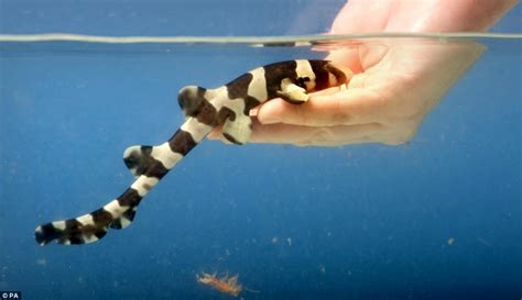 The tame baby sharks that DON'T bite the hand that feeds them | Daily Mail Online