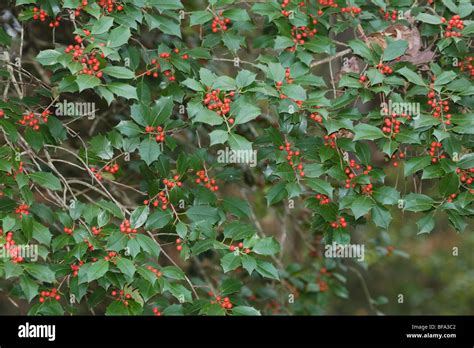 American Holly (Ilex opaca), berries, Raleigh, North Carolina, USA Stock Photo - Alamy