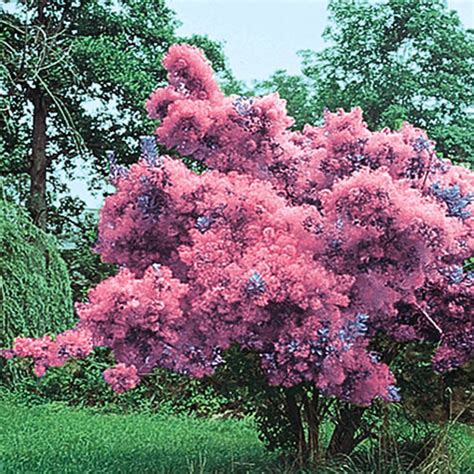 Purple Smoketree: Trees and Shrubs from Gurney 's