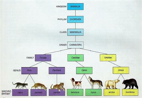 Animal Classification Kingdom Phylum Chart