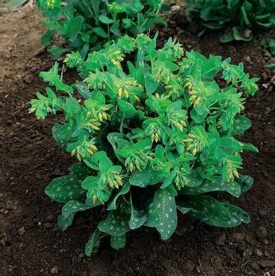 50 Cerinthe Seeds Bouquet Gold Seeds