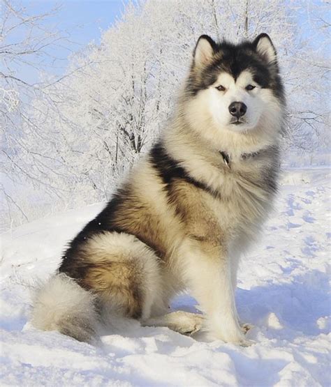 The Alaskan Malamute Dog: Giant Arctic Canines | The Pets Dialogue