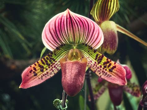 Caring for The Lady Slipper Orchid - Drake's 7 Dees