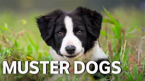 How to watch Muster Dogs Season 2 in the UK on ABC iview