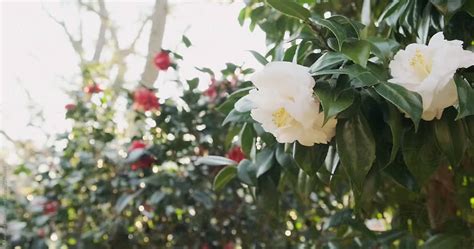 "Spring Camellia Flowers Blooming In Nature Garden" by Stocksy ...