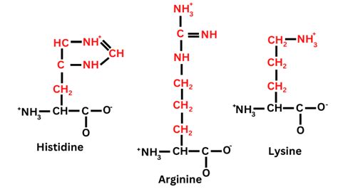 Basic amino acids: Structure and properties - ScienceQuery