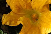 Category:Insects on Cucurbita pepo flowers - Wikimedia Commons