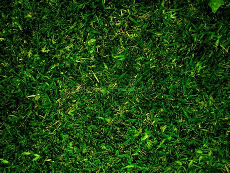 Aesthetic Green Grass Background Nature Stock Photo - Image of green, aesthetic: 229060374