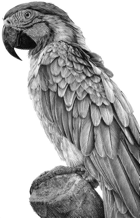 Easy Draw : Parrot - Art & Drawing Community : Explore & Discover the best and the most ...