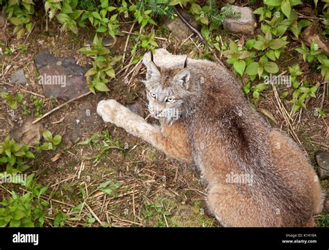 a brown lynx with yellow eyes looks at the camera Stock Photo - Alamy