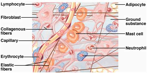 Areolar Connective Tissue Diagram