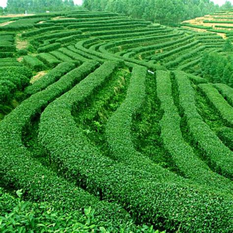 5pcs Chinese Green Tea Tree Plant Seeds Camellia Sinensis Grow Your Own ...