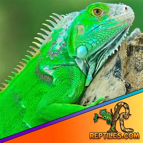 Green Iguana for sale | baby green iguanas for sale | best breeders