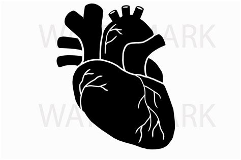 Human Real Heart in Black - SVG/JPG/PNG Hand Drawing (63877) | Illustrations | Design Bundles