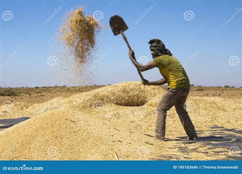 Man Fanning Wheat, Separating the Wheat from the Chaff. Editorial Photo - Image of harvesting ...