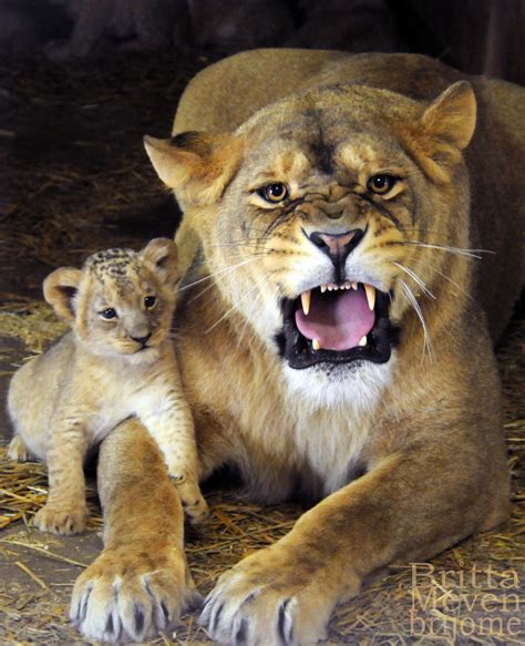 Lioness with son by brijome on DeviantArt