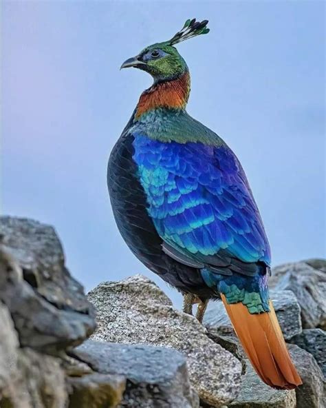 Himalayan Monal - Danfe, National Bird... - Visit Nepal 2022