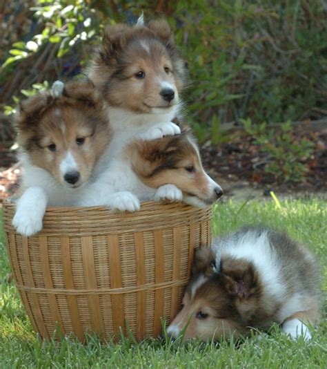 Shetland Sheepdog Puppies For Sale | California Street, CA #164135