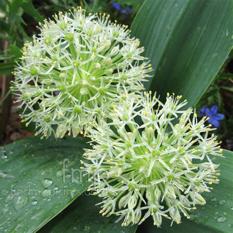 Allium karataviense - 'Ivory Queen' (Alpine Allium): Information, Pictures & Cultivation Tips