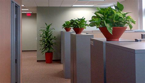 Office Plants – Indoor Plants for Office