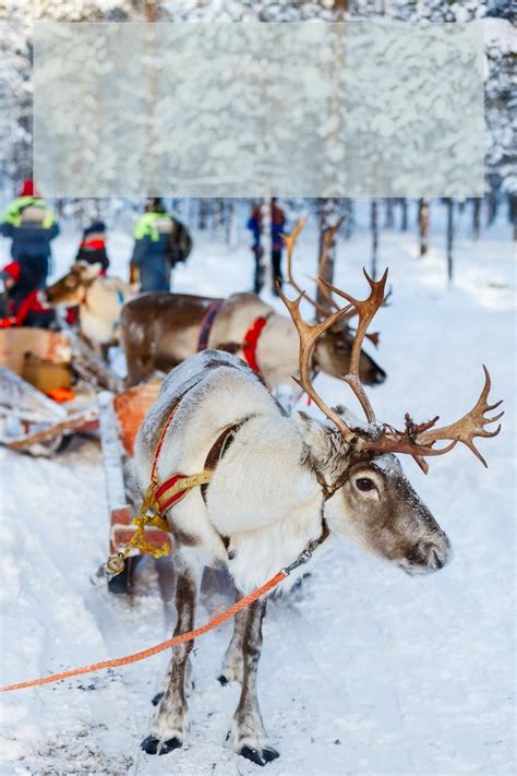 Winter activities to enjoy in the nordic countries – Artofit