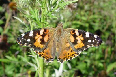 Some Basic Information on the Four Vanessa Butterfly Species of North America | Red Admiral and ...