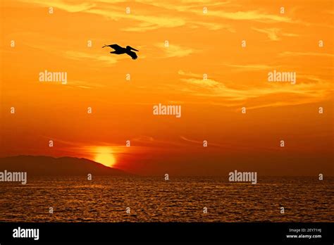 Silhouette de pélican hi-res stock photography and images - Alamy